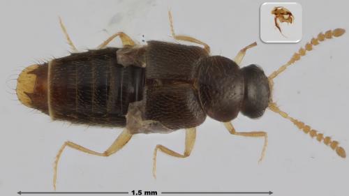 Réf. 258 271 : Gyrophaena manca